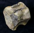 Bargain Hadrosaur (Duck-Billed Dinosaur) Vertebra #19040-1